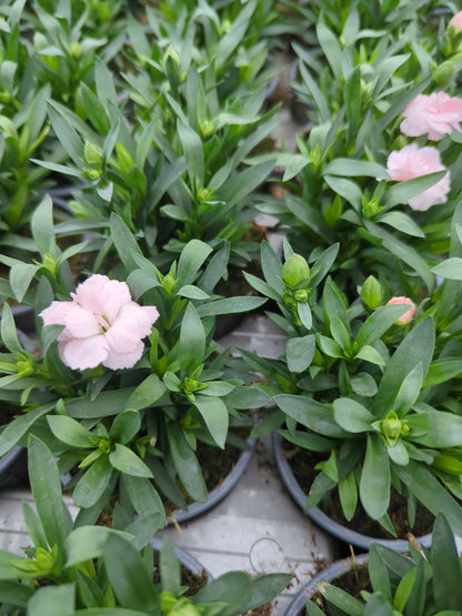 x3 Dianthus Oscar White Plants 10.5cm/9cm