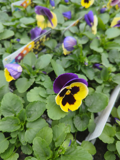 x10 Pansy Yellow Purple Wing Flower Plants