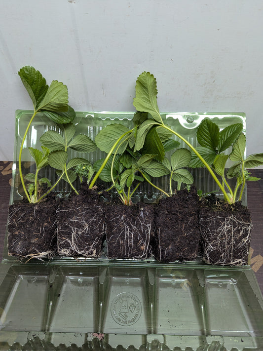 x10 Strawberry Fruit Plants Garden Ready