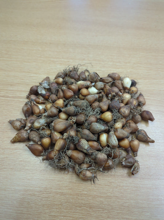 Snowdrop Bulbs Galanthis Woronowii X100