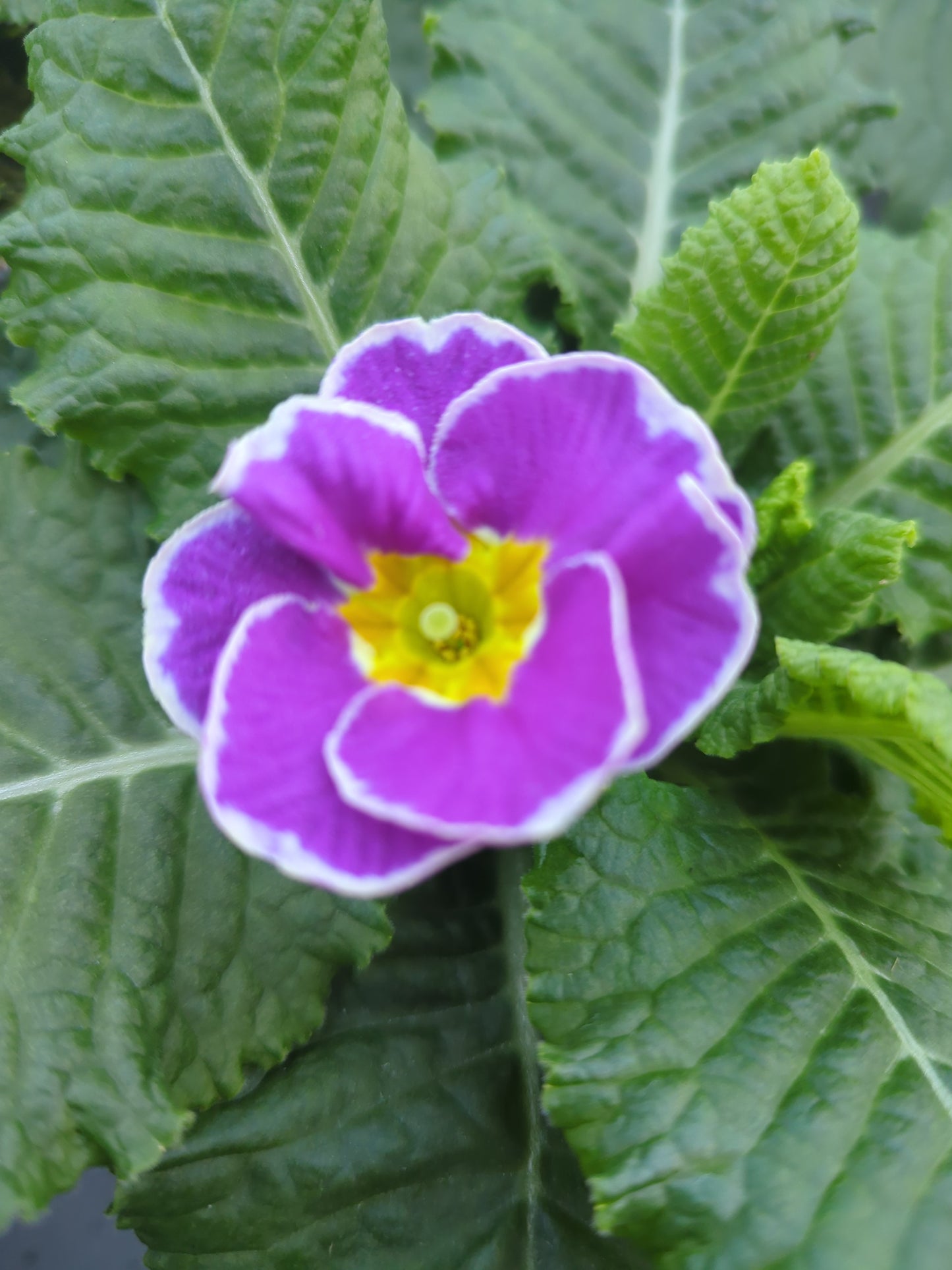 x3 Primula Sparkly Lavender Plants 10.5cm