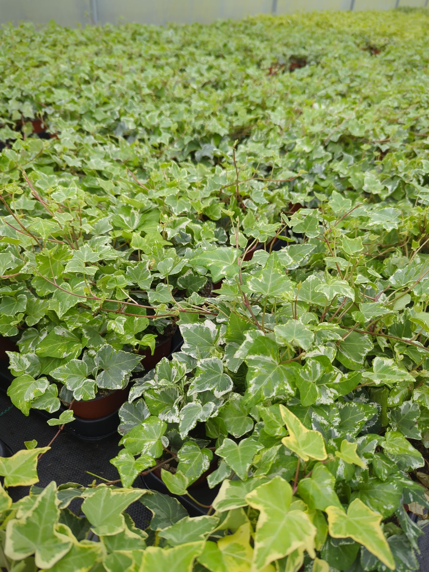 x3 Ivy (Hedera)Trailing potted Plants 10.5cm/9cm  - Basket/GARDEN READY