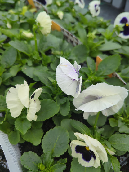 x10 Pansy White Blotch Flower Plants