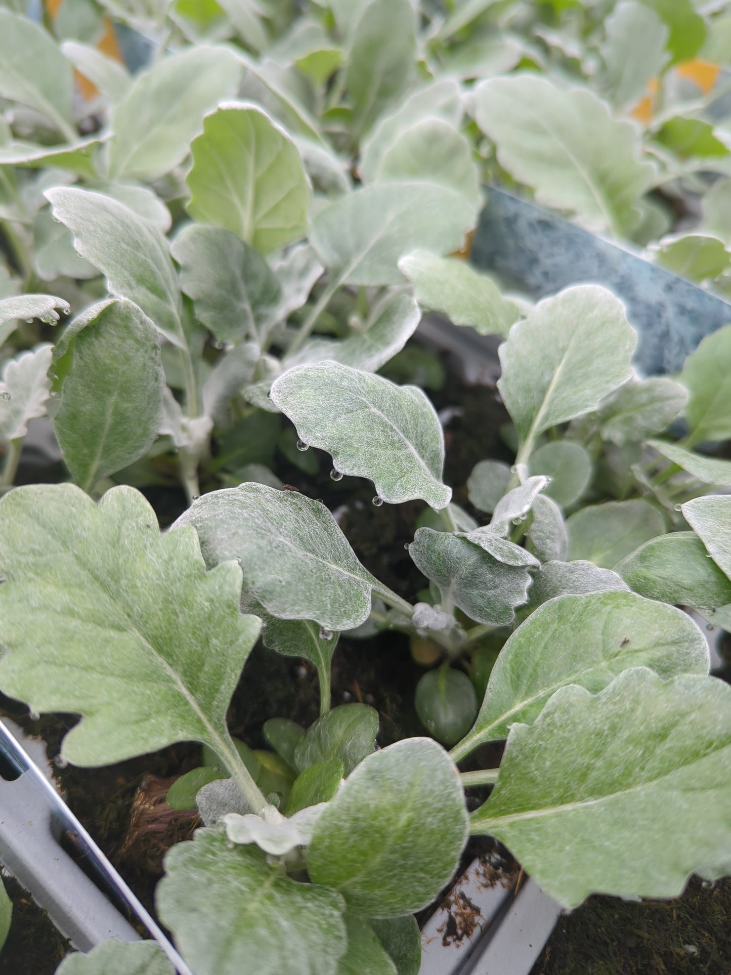 x10 Cineraria Silver Dust - XL Plug Plants