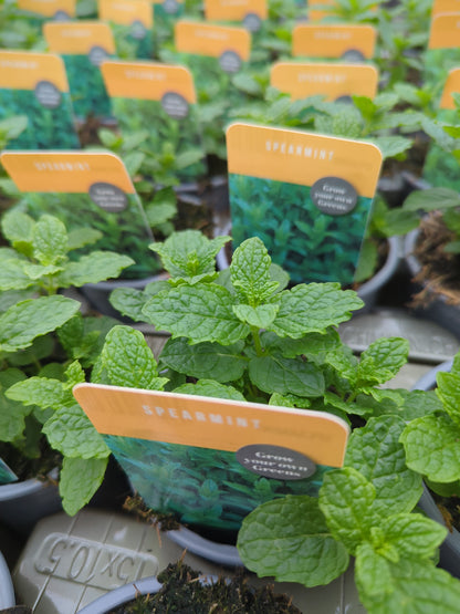 x3 Mint Spearmint - Aromatic Herb 10.5cm/9cm