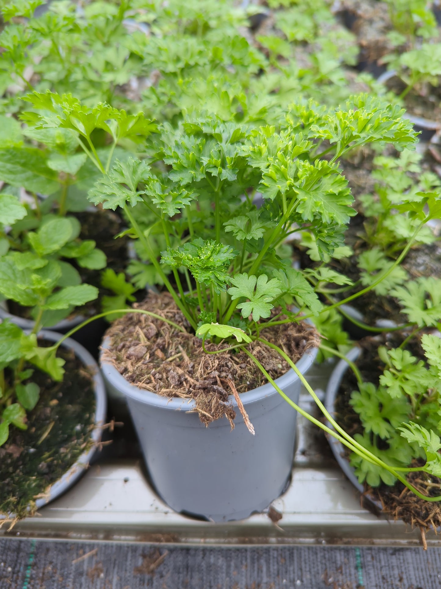 x3 Parsley Curled Leaf - Aromatic Herb 10.5cm/9cm