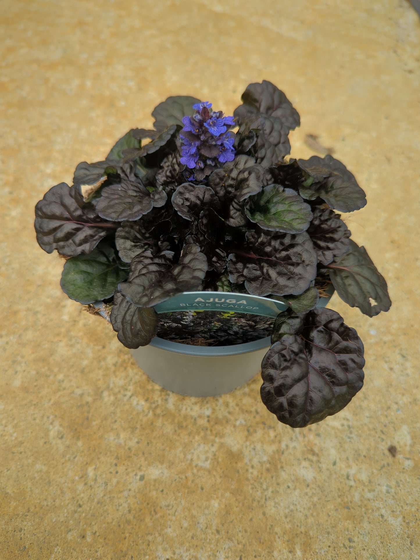 X1 Ajuga Black Scallops 2Litre pots Large Border Plants Flowers Garden