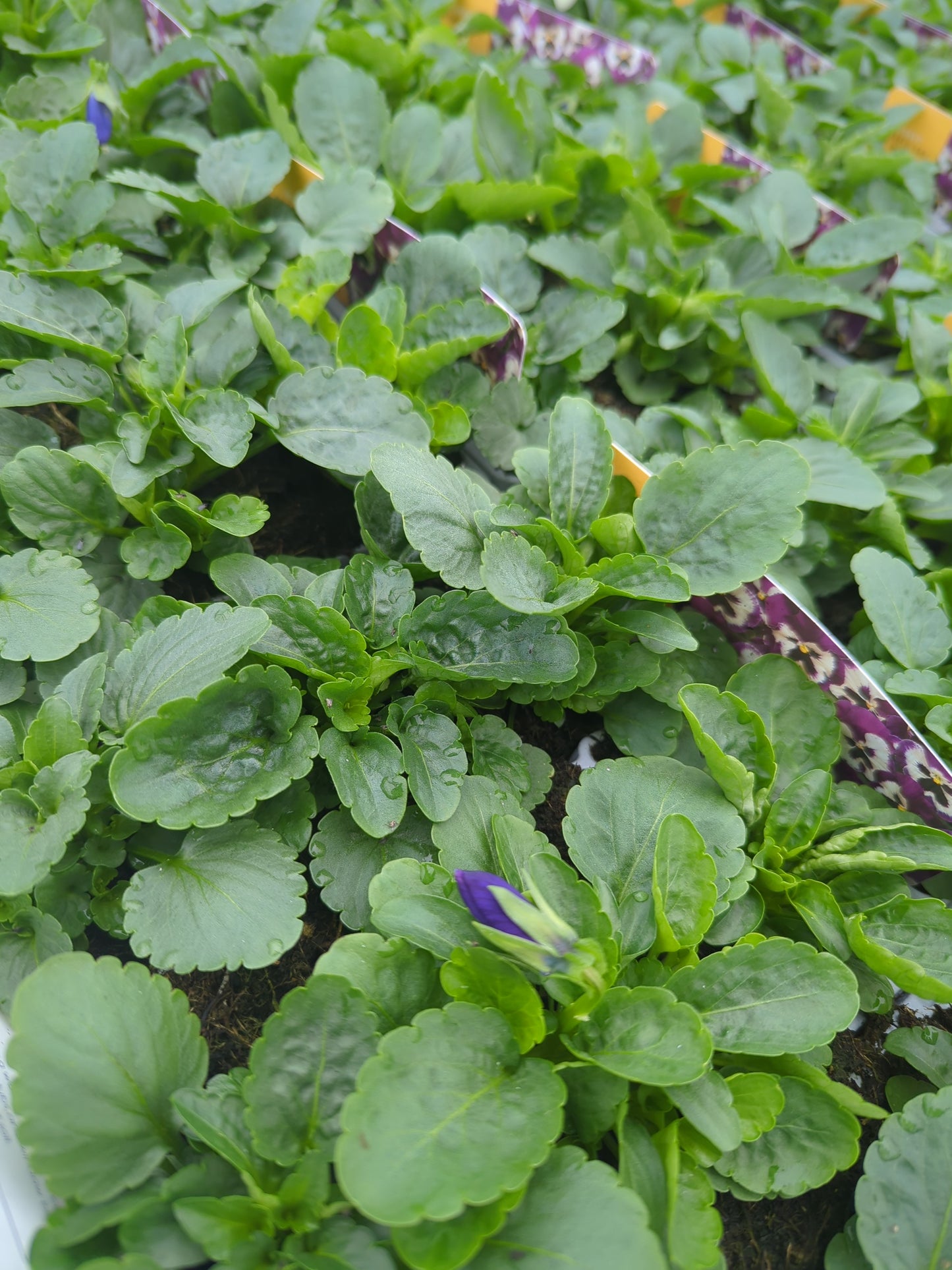 x10 Pansy Purple & White Flower Plants