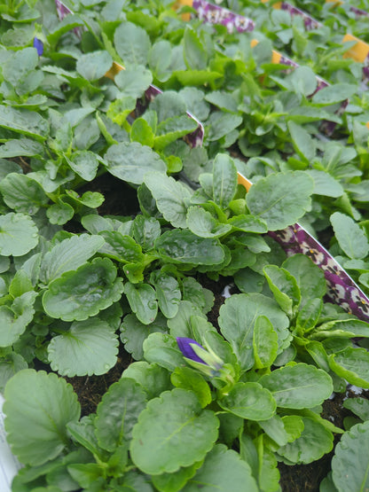 x10 Pansy Purple & White Flower Plants
