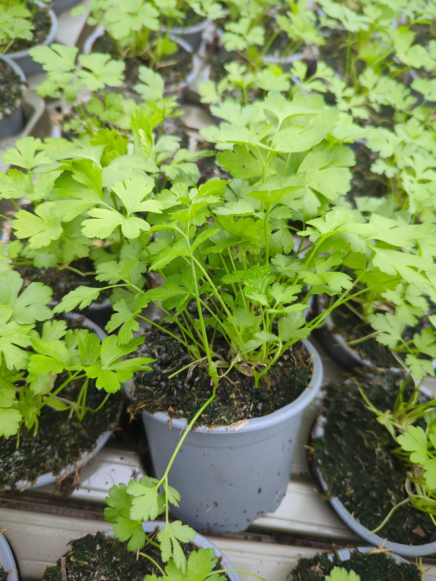 x3 Parsley Flat Leaf - Aromatic Herb 10.5cm/9cm
