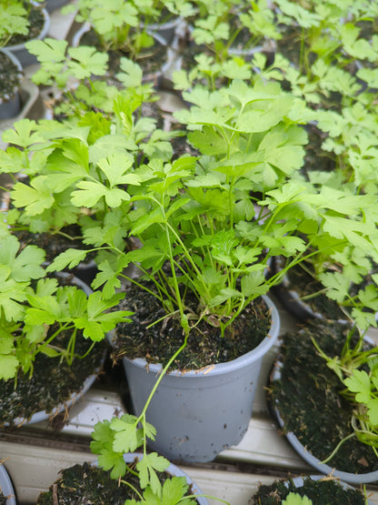 x3 Parsley Flat Leaf - Aromatic Herb 10.5cm/9cm