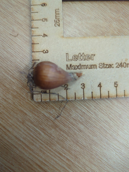 Snowdrop Bulbs Galanthis Woronowii X100