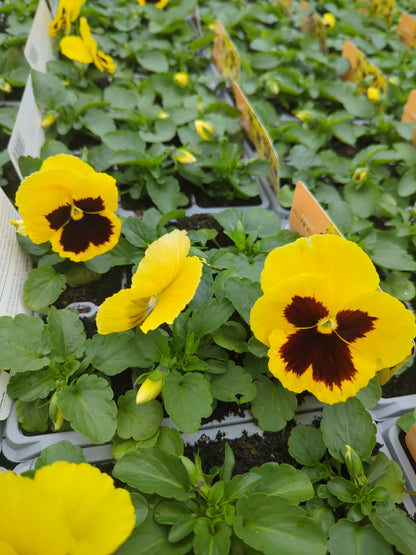 x10 Pansy Yellow Blotch Flower Plants