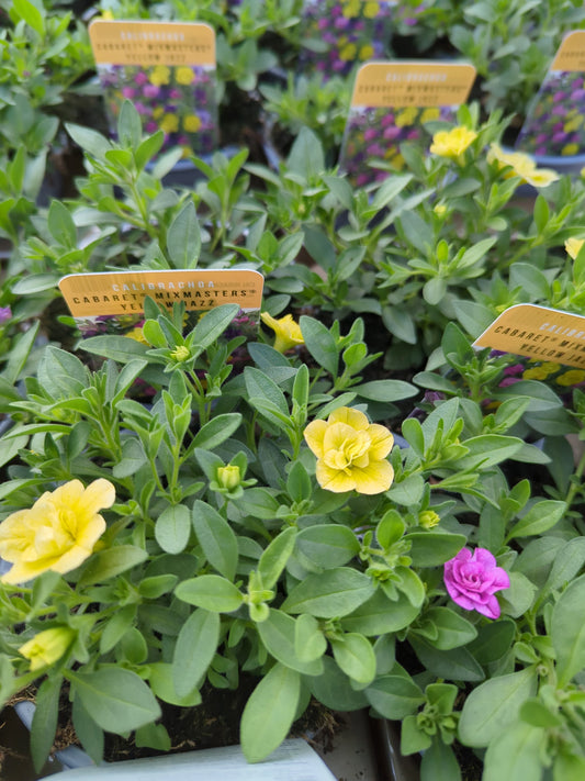 x2 Calibrachoa Mix Masters Yellow Jazz 13cm/1 Ltr