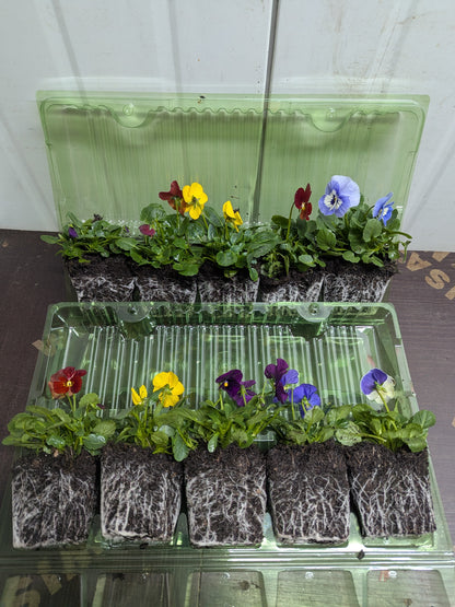 Viola Sorbet Mix Plants 10-Pack – Vibrant, Hardy Annual Flowers for Garden or Pots