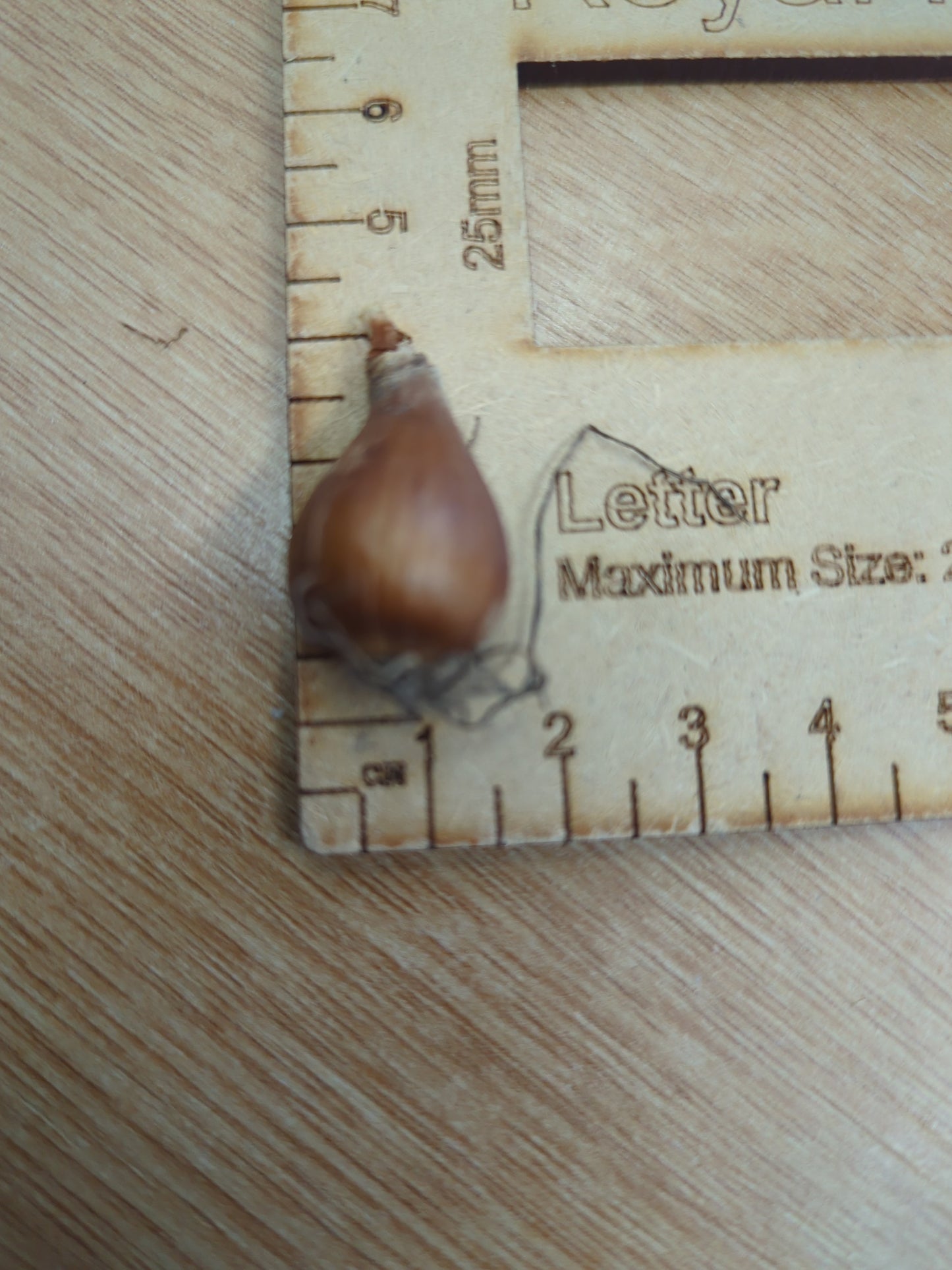 Snowdrop Bulbs Galanthis Woronowii X100