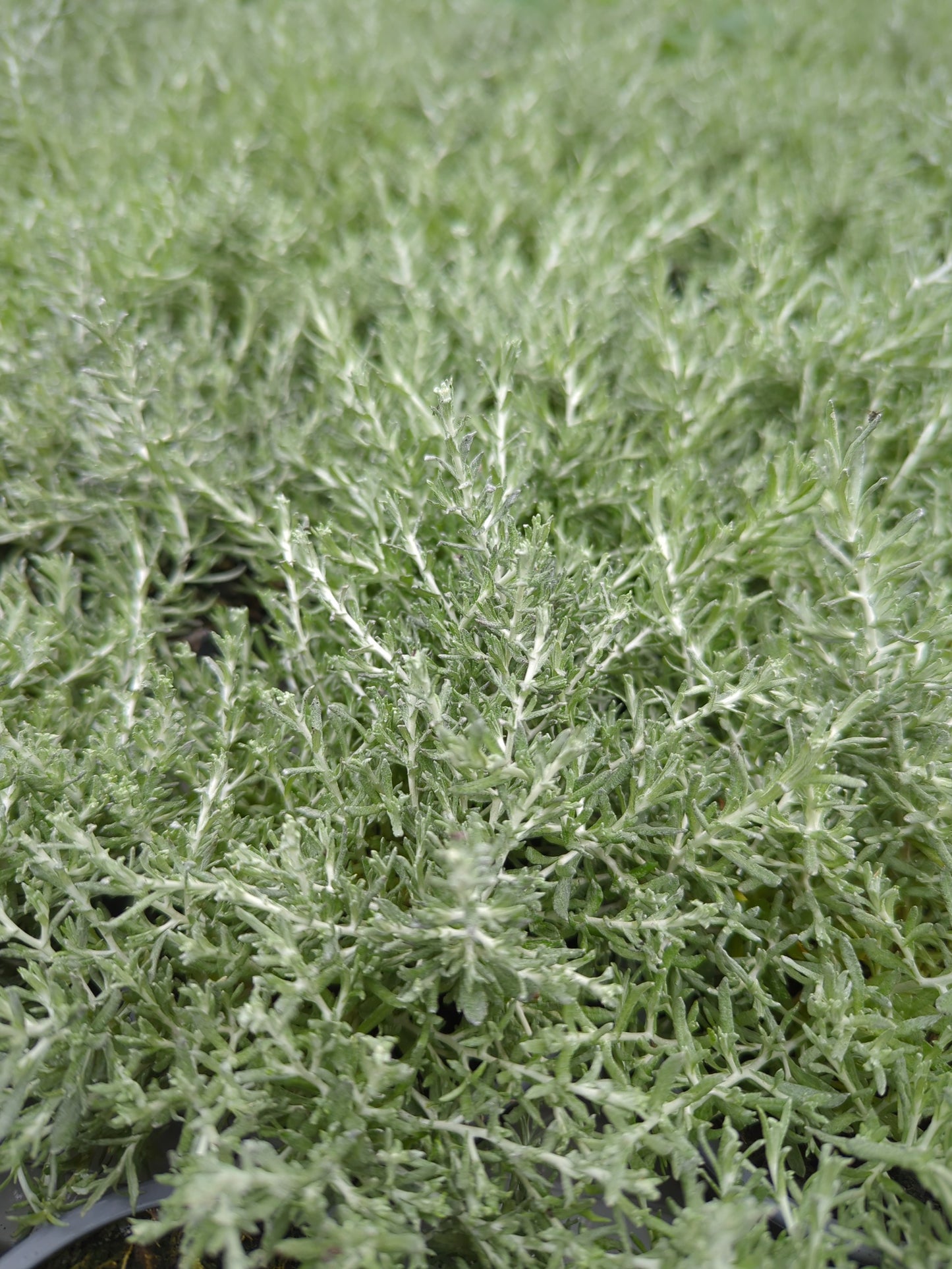 x3 Helichrysum Silvio Bushy 10.5cm/9cm