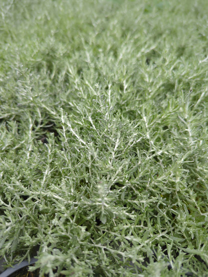 x3 Helichrysum Silvio Bushy 10.5cm/9cm