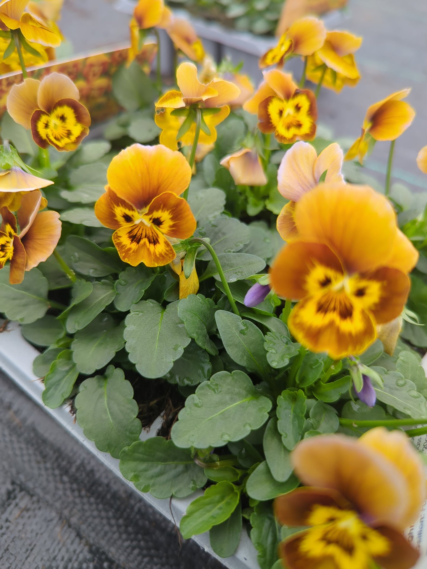 x10 Viola Honeybee Flower Plants