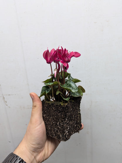 x10 Cyclamen Metis Mix Jumbo Plug Plants