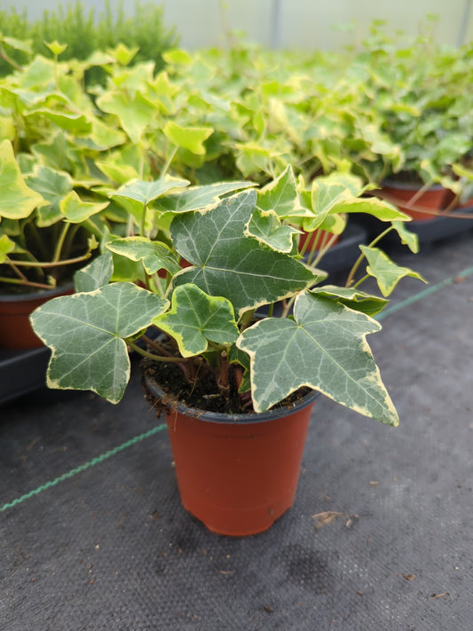 x3 Ivy (Hedera)Trailing potted Plants 10.5cm/9cm  - Basket/GARDEN READY