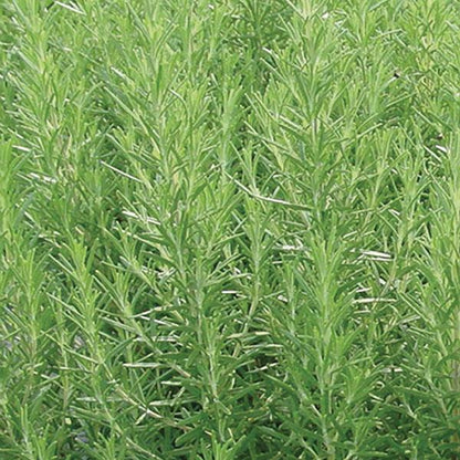 x3 Rosemary - Aromatic Herb 10.5cm/9cm