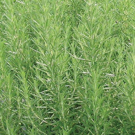 x3 Rosemary - Aromatic Herb 10.5cm/9cm