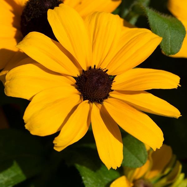 x1 Rudbeckia Rudy Mini Yellow 19cm/3Litre