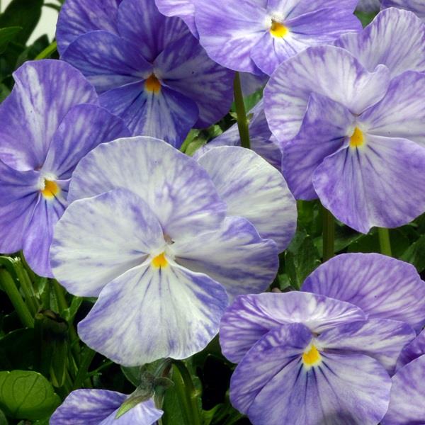 x1 Viola Scented Columbine - 17cm/2Litre