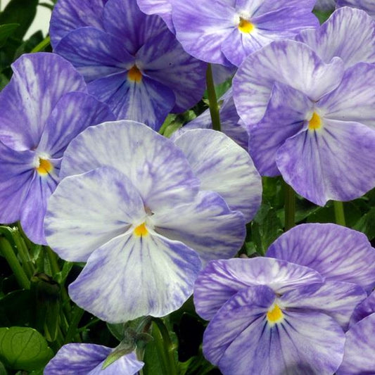 x1 Viola Scented Columbine - 17cm/2Litre